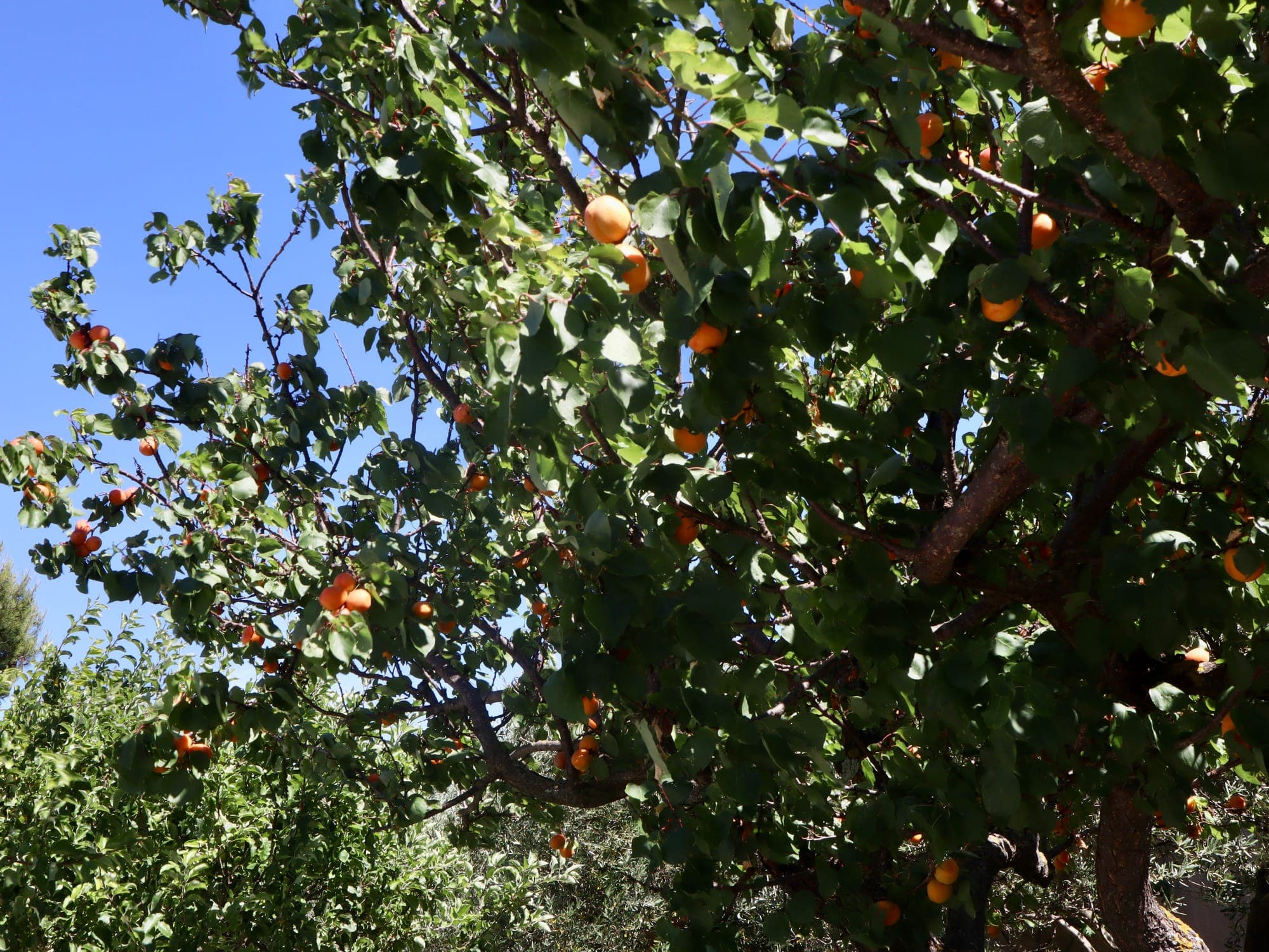 Le jardin des Safrans à Tavel — bignone en fleurs et figuier sous le soleil de Provence